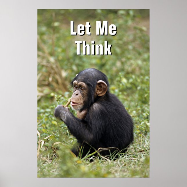 Baby Chimpanzee | Pan Troglodytes Poster (Front)