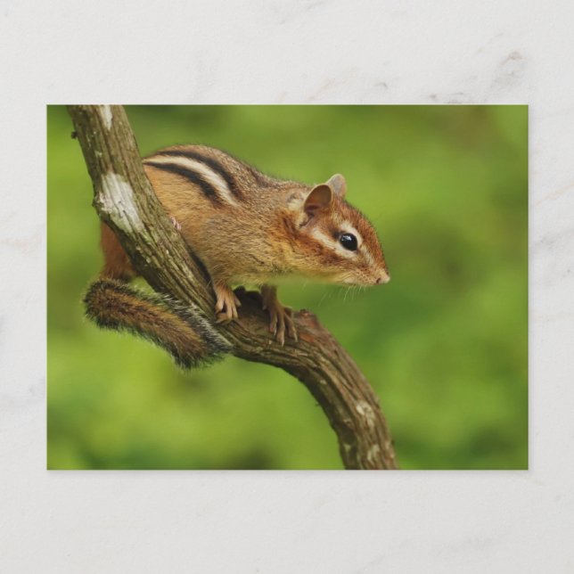 Baby Chipmunk in a Tree Postcard (Front)