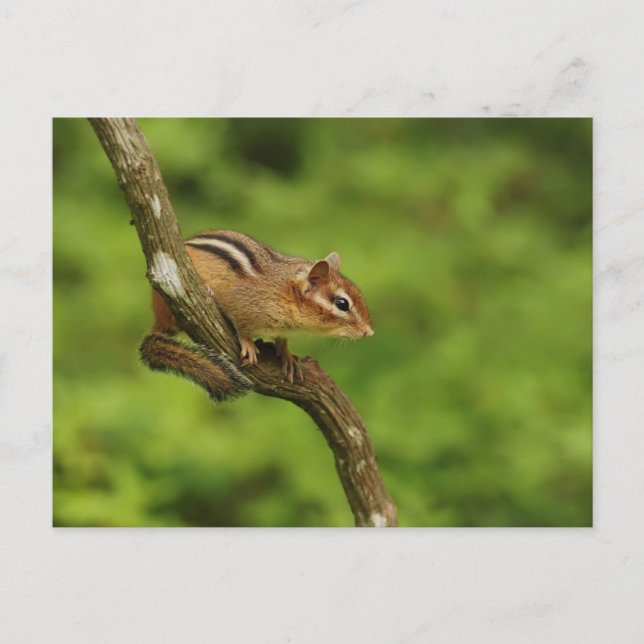 Baby Chipmunk in a Tree Postcard (Front)