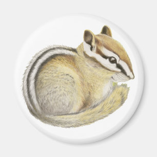 Baby Chipmunk Magnet