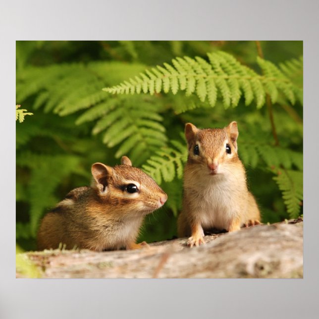 baby chipmunk siblings poster (Front)