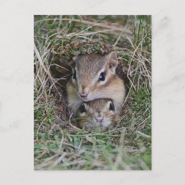 Baby Chipmunk Squished Together Postcard (Front)
