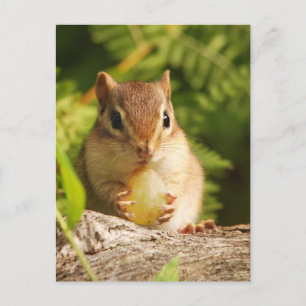 Baby Chipmunk with snack Postcard