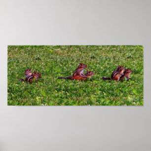 Baby Chipmunks Collage 2 Animal Pencil Art Poster