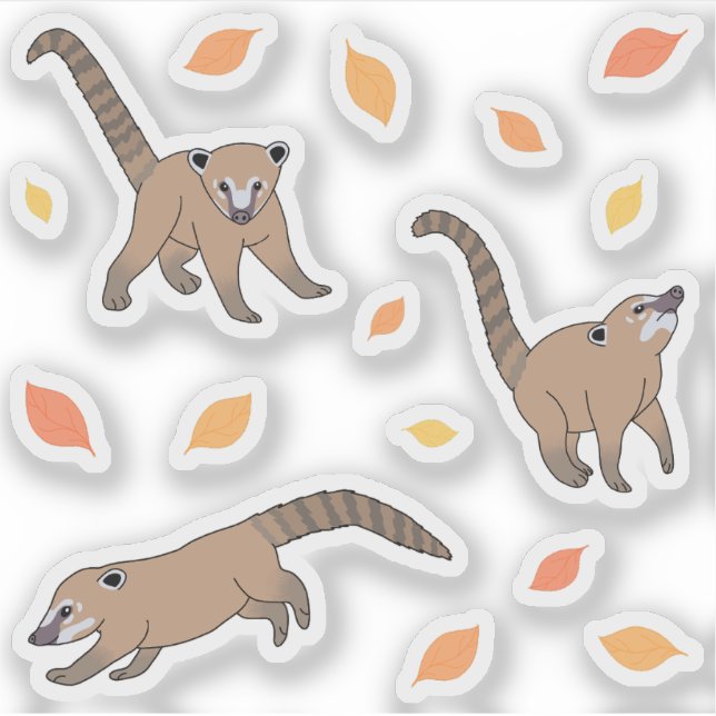 Baby Coatis (Front)