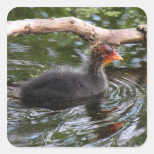 Baby Coot Square Sticker