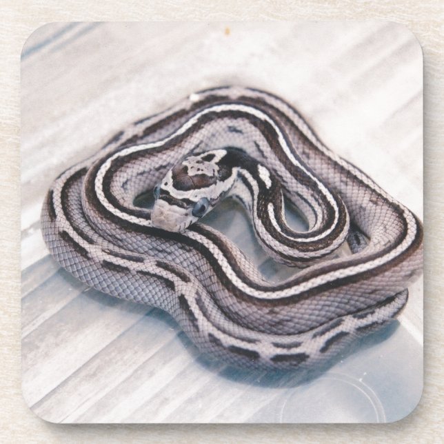 Baby Corn Snake Coaster (Front)