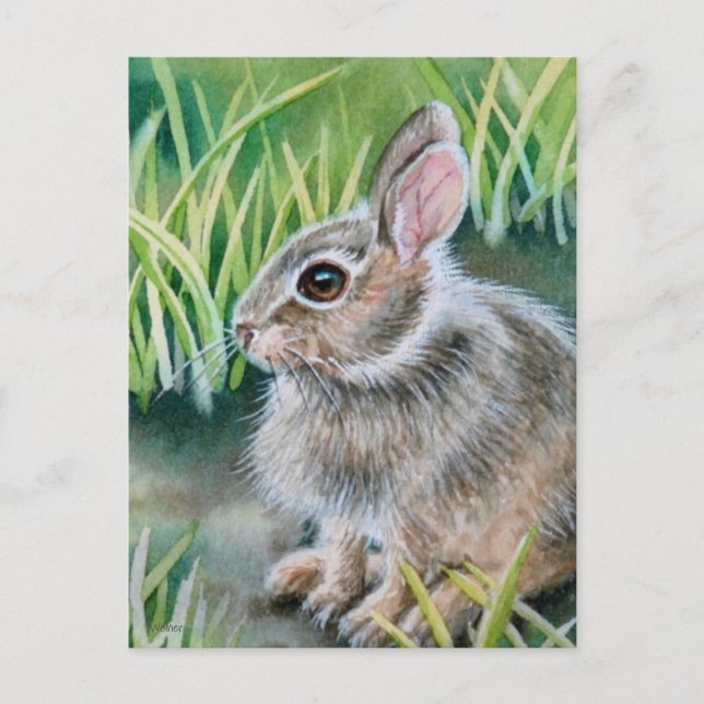 Baby Cottontail Bunny Rabbit Watercolor Art Postcard (Front)