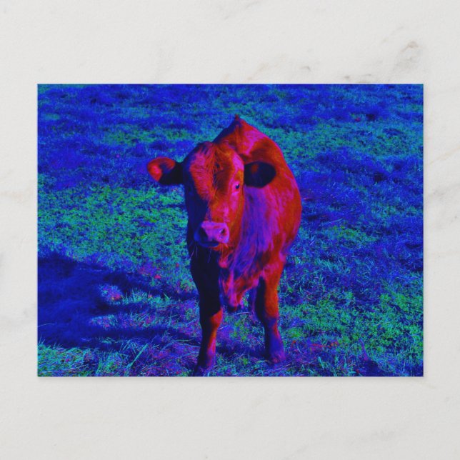 Baby Cow Purple grass Postcard (Front)