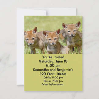 Baby Coyotes Photo Invitation