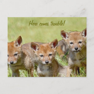 Baby Coyotes Photo Postcard