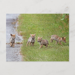 Baby Coyotes Running and Playing Postcard