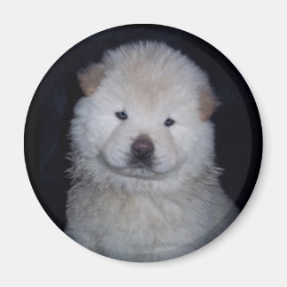 Baby Cream Chow Chow Magnet