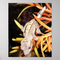 Baby Crested Gecko Print/Poster