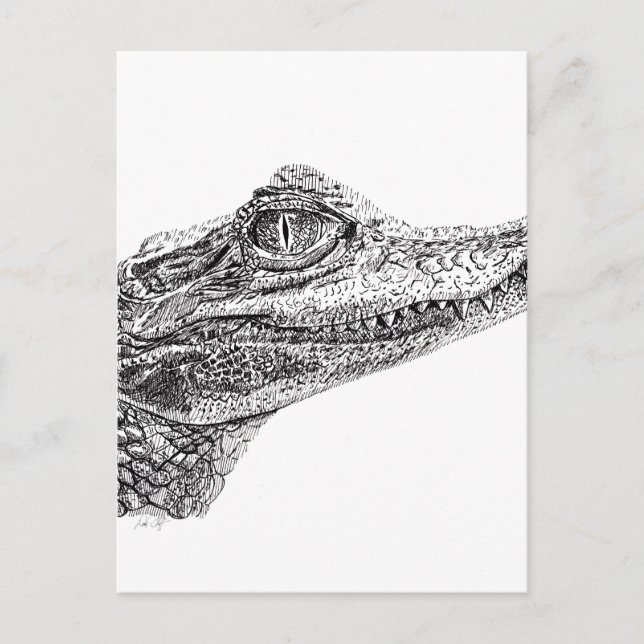 Baby Crocodile Ink Drawing Postcard (Front)
