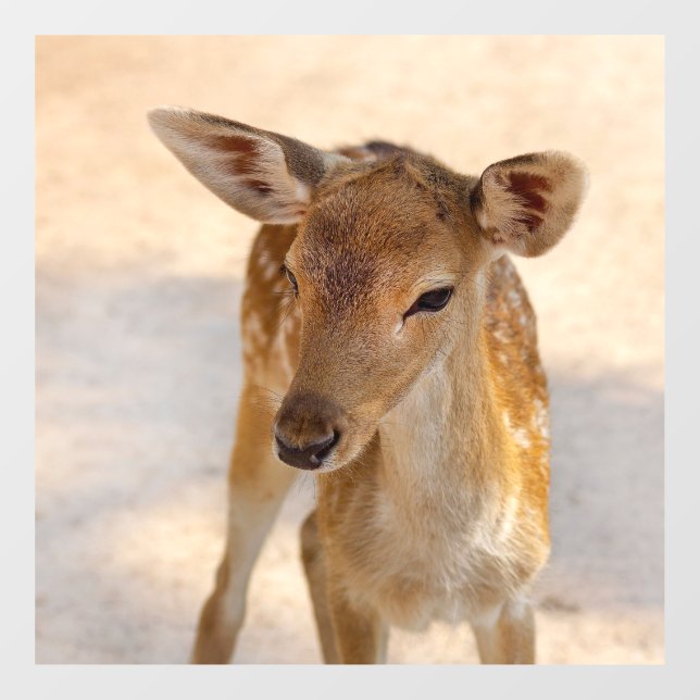 Baby Deer (Sheet)