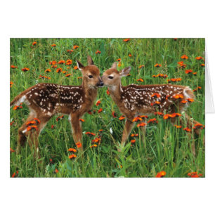 Baby Deer Cards