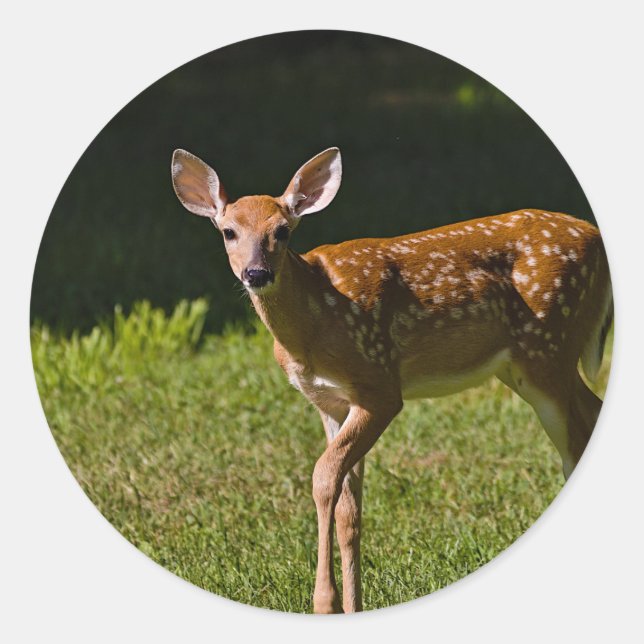 Baby Deer Classic Round Sticker (Front)