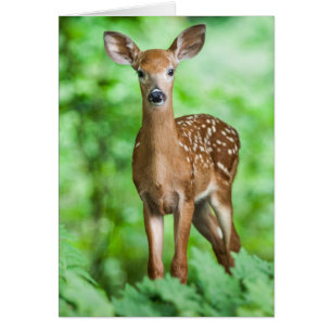 Baby Deer Fawn Bambi in the Forest