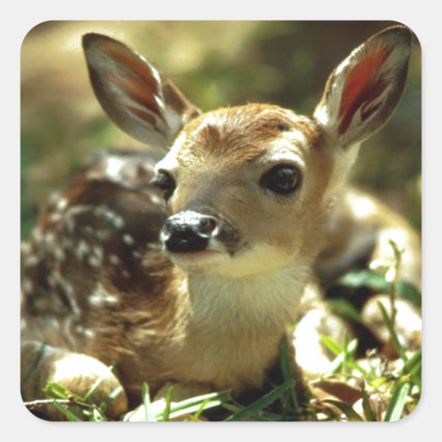 Baby Deer gifts Square Sticker (Front)