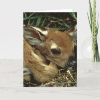 Baby Deer Greeting Card
