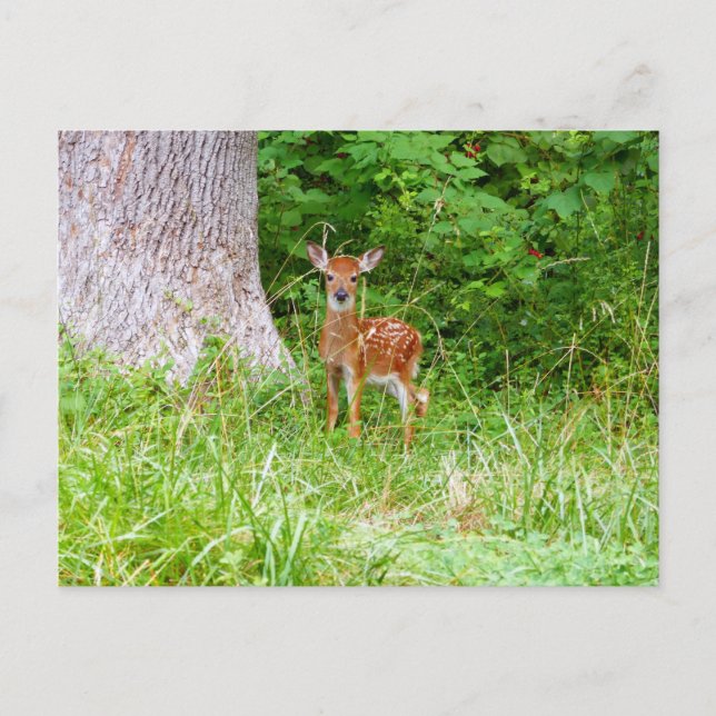 Baby Deer in the Woods Nature Photography Postcard (Front)