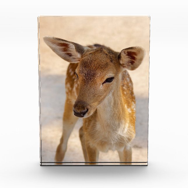 Baby Deer Photo Block (Front)