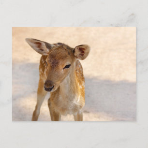 Baby Deer Postcard