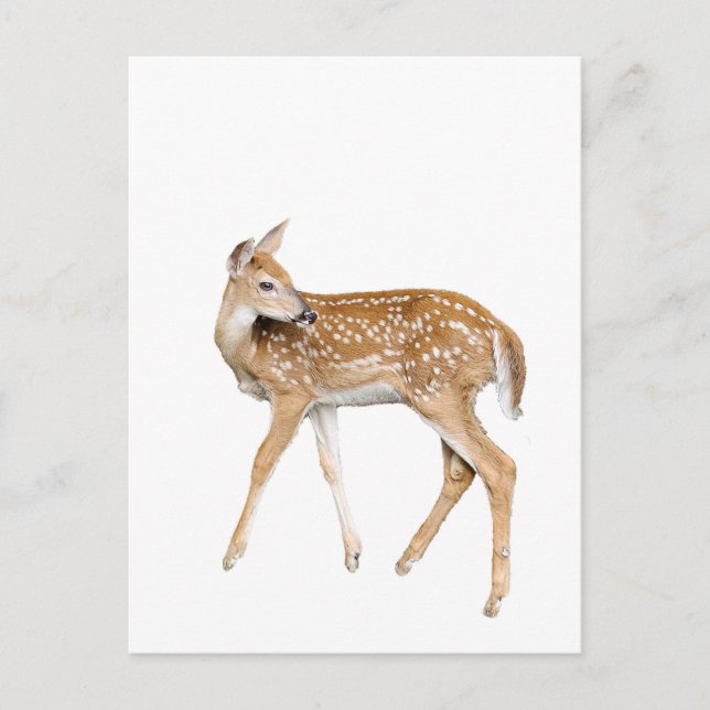 Baby deer postcard (Front)