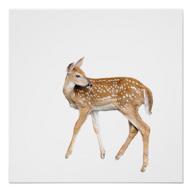 Baby deer poster (Front)