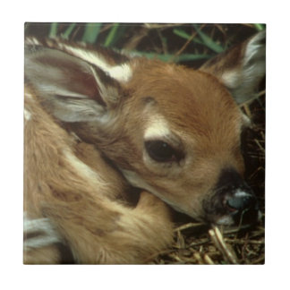 Baby Deer Tile