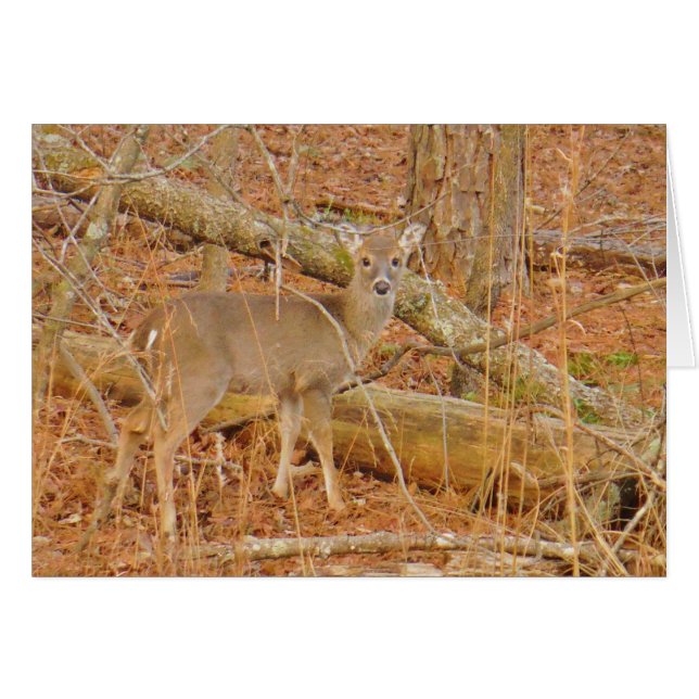 Baby Deer's First  winter (Front Horizontal)