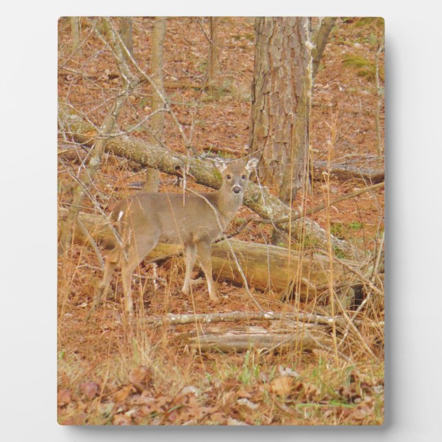 Baby Deer's First  winter Plaque (Front)