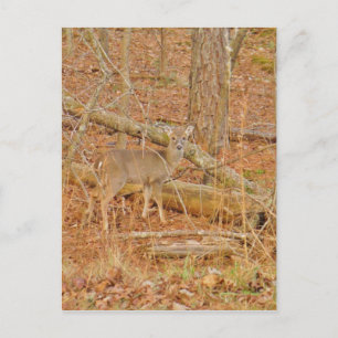 Baby Deer's First winter Postcard