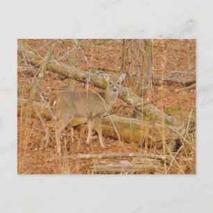 Baby Deer's First winter Postcard