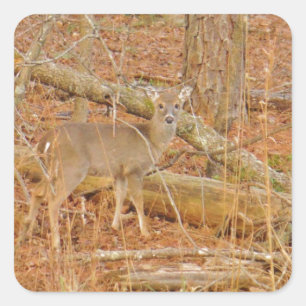 Baby Deer's First  winter Square Sticker