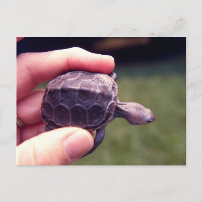 Baby Diamondback Turtle Postcard (Front)