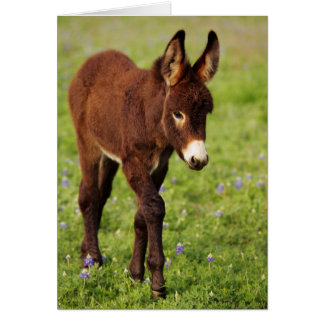 Baby Donkey in the Blue Bonnets