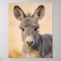 Baby Donkey Portrait – Farmhouse Nursery Art