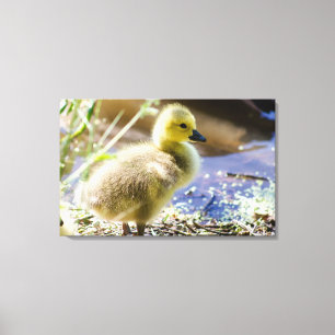 Baby Duck Canvas Print