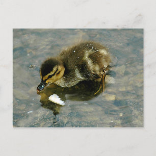 Baby Duckling Postcard