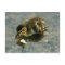 Baby Duckling Postcard