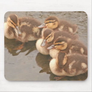 Baby Ducks Birds Wildlife Mousepad