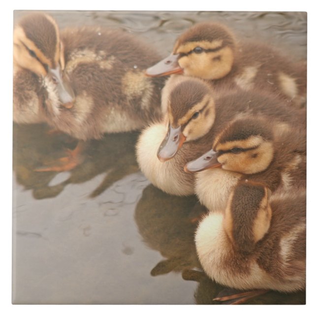 Baby Ducks Ducklings Mallard Birds Wildlife Tile (Front)