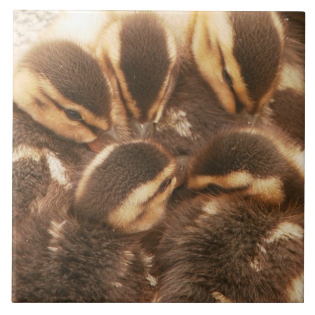 Baby Ducks Ducklings Mallard Birds Wildlife Tile (Front)