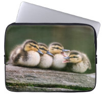 Baby Ducks