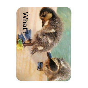 Baby Ducks looking at What? Magnet