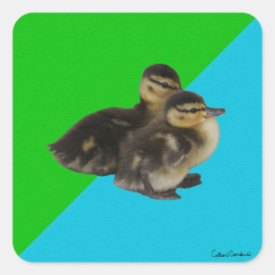 Baby Ducks on Grass Green and Sky Blue Square Sticker