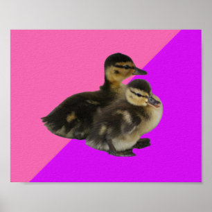 Baby Ducks on Pink Raspberry and Purple Sorbet Poster