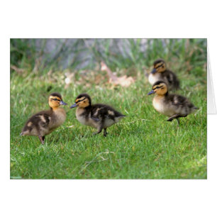 Baby Ducks Photo